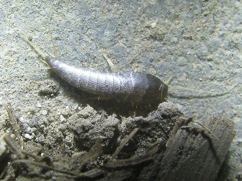 Lepisma saccharina Kollenberg Full view of Lepisma saccharina, found outside of human buildings in the Netherlands Geotagged,Lepisma,Lepisma saccharina,Lepismatidae,Netherlands,Spring,Zygentoma