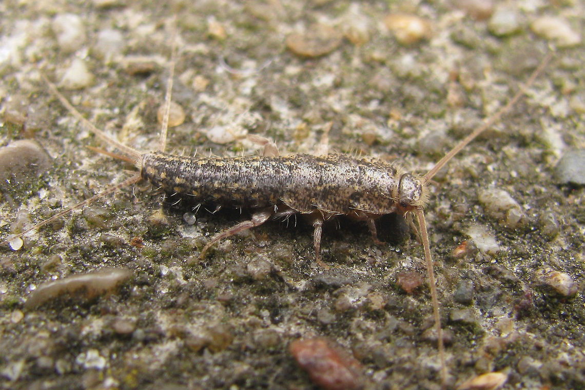 Ctenolepisma lineata Four-lined Silverfish (Ctenolepisma lineata) from Charente-Maritime, France Ctenolepisma,Ctenolepisma lineata,Ctenolepismatinae,France,Geotagged,Lepismatidae,Zygentoma