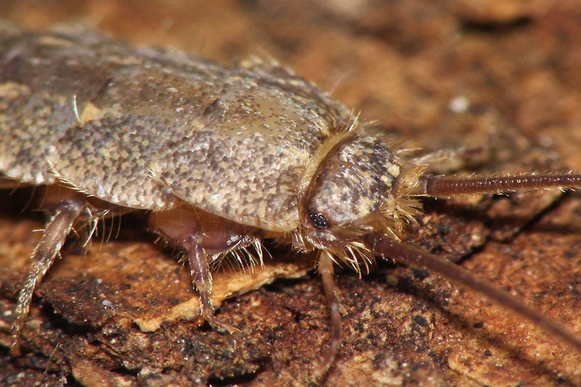 Ctenolepisma lineata Head Ctenolepisma lineata, detail of head Ctenolepisma,Ctenolepisma lineata,Ctenolepismatinae,France,Geotagged,Lepismatidae,Zygentoma