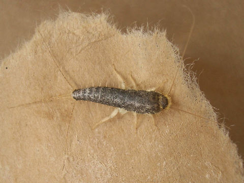 Ctenolepisma longicaudata Meulenbelt Ctenolepisma longicaudata found inside, together with Lepisma saccharinna.
This image was used for the booklet "Top-insecten" issued by the Dutch supermarket Albert Heijn in 2019, for children to "collect" images of all sorts of insects, handed out with every 10&euro; of purchase.
https://www.naturalis.nl/top-insecten-met-albert-heijn
https://nieuws.ah.nl/naturalis-en-albert-heijn-zetten-insecten-in-de-schijnwerpers/ Ctenolepisma,Ctenolepisma longicaudata,Ctenolepisma longicaudatum,Ctenolepismatinae,Geotagged,Gray silverfish,Lepismatidae,Netherlands,Zygentoma,nl: Papiervisje