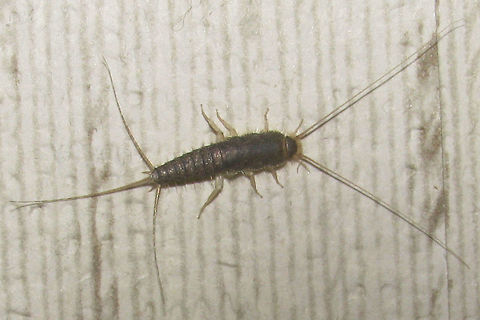 Ctenolepisma longicaudatum Wallpaper Just another one with complete antennae and tail appendages Ctenolepisma,Ctenolepisma longicaudata,Ctenolepisma longicaudatum,Ctenolepismatinae,Gray silverfish,Lepismatidae,Netherlands,Zygentoma,nl: Papiervisje