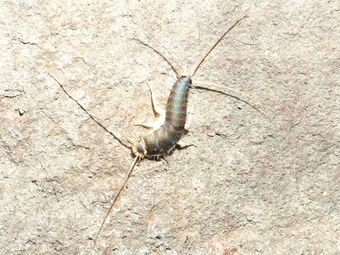 Ctenolepisma longicaudatum Spaansepolder Positively HUGE Ctenolepisma longicaudatum found &quot;outside&quot; under a flyover - rather dark, cold and nasty place, whereas these are basically known only from inside human buildings ... stunning observation to me.  Ctenolepisma,Ctenolepisma longicaudata,Ctenolepisma longicaudatum,Ctenolepismatinae,Geotagged,Gray silverfish,Lepismatidae,Netherlands,Zygentoma,nl: Papiervisje