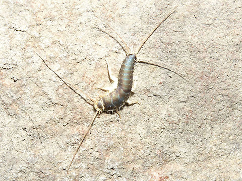 Ctenolepisma longicaudatum Spaansepolder Positively HUGE Ctenolepisma longicaudatum found "outside" under a flyover - rather dark, cold and nasty place, whereas these are basically known only from inside human buildings ... stunning observation to me.  Ctenolepisma,Ctenolepisma longicaudata,Ctenolepisma longicaudatum,Ctenolepismatinae,Geotagged,Gray silverfish,Lepismatidae,Netherlands,Zygentoma,nl: Papiervisje
