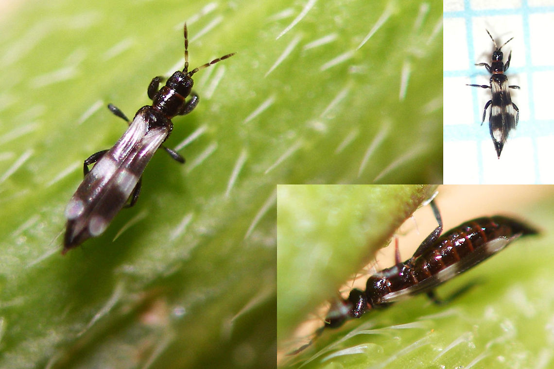 Aeolothrips Maasvlakte Some species of Aeolothrips. Aeolothripidae have broad wings and Aeolothrips often have these black-and-white wingpatterns.<br />
Determination requires mounting a specimen on a microscopic slide. Aeolothripidae,Aeolothrips,Geotagged,Netherlands,Terebrantia,Thysanoptera