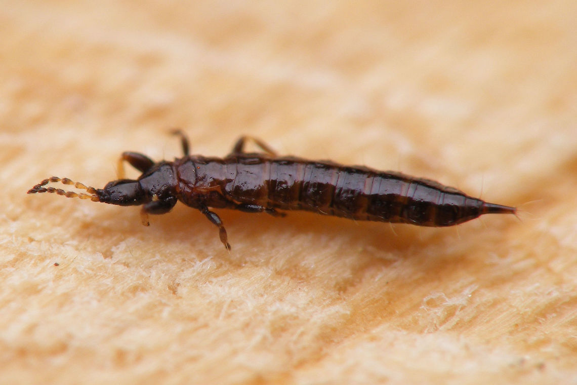 Phlaeothripidae found on Mushroom This is an unwinged adult of a mushroom feeding species in the family Phlaeothripidae (Thysanoptera, Tubulifera). Quite probably some Hoplothrips sp. (note: Not Haplothrips - that's a different genus) Geotagged,Hoplothrips,Netherlands,Phlaeothripidae,Thysanoptera,Tubulifera