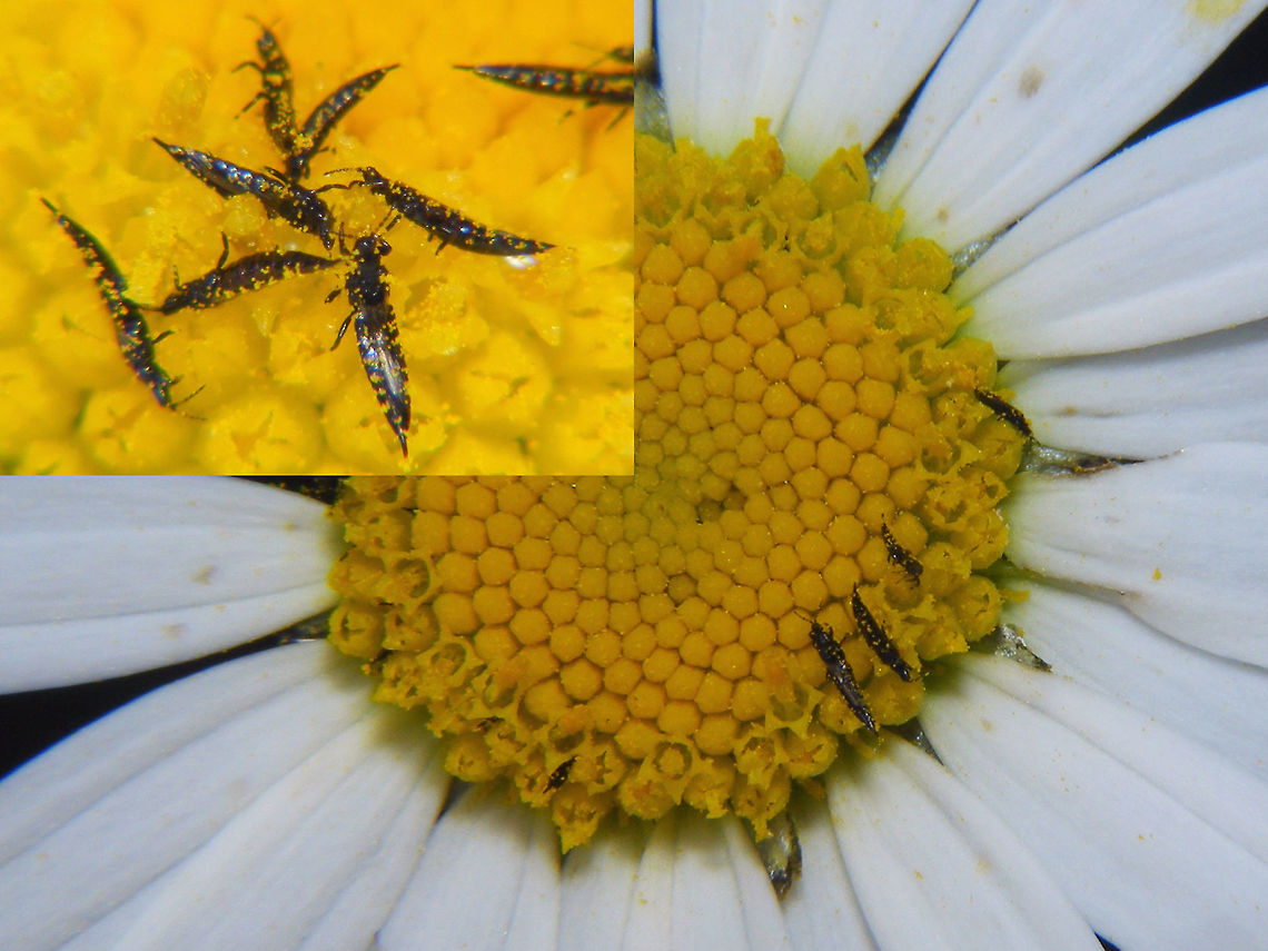 Haplothrips on Daisy You'll often find Daisies or similar Asteracea infested with these little critters. One species often identified on Leucanthemum spp or Chrysanthemum leucanthemum is Haplothrips leucanthemumi. This may well be that species, but there a probably quite a few others living on these flowers as well and I never studied these under a microscope. Haplothrips,Leucanthemum,Phlaeothripidae,Thysanoptera,Tubulifera