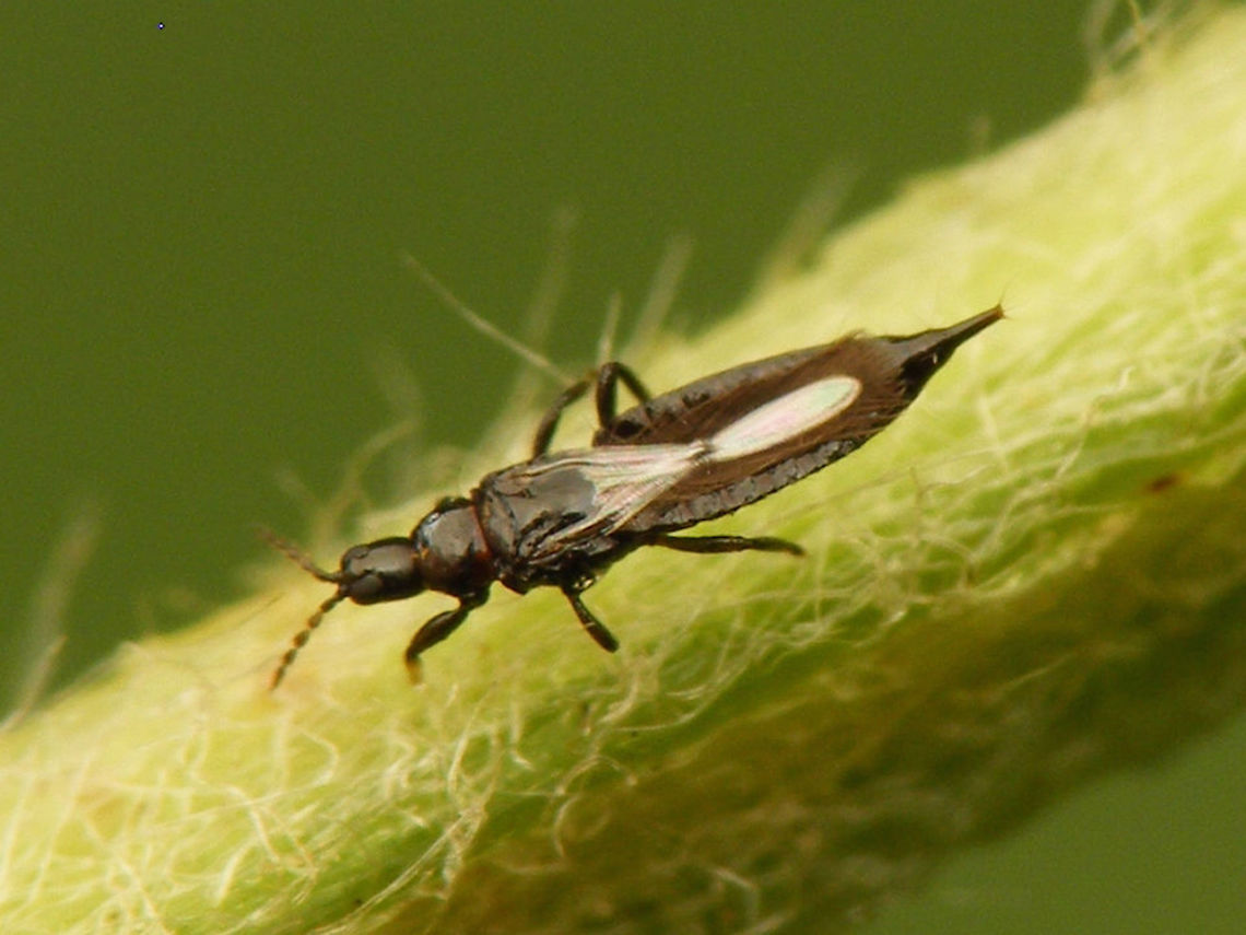 Haplothrips France My closest bet for ID on this one would be some Haplothrips sp. (Thysanoptera, Phlaeothripidae), but may well need to be corrected on that? France,Haplothrips,Phlaeothripidae,Thysanoptera,Tubulifera
