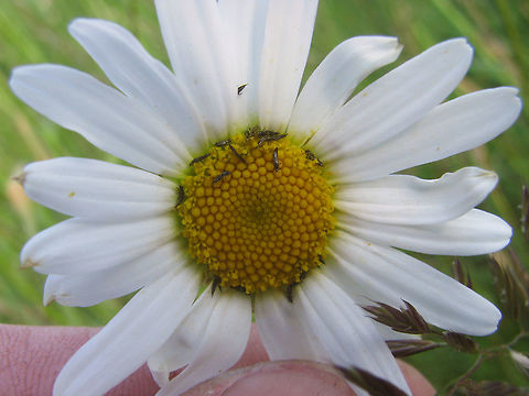 Daisy with Haplothrips  You'll often find Daisies or similar Asteracea infested with these little critters. One species often identified on Leucanthemum spp or Chrysanthemum leucanthemum is Haplothrips leucanthemumi. This may well be that species, but there a probably quite a few others living on these flowers as well and I never studied these under a microscope. 

 Haplothrips,Leucanthemum,Phlaeothripidae,Thysanoptera,Tubulifera,netherlands