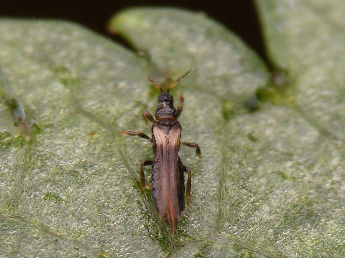 Thrips "Thrips" is both the vernacular English name for the whole order Thysanoptera, as well as a specific genus name. <br />
I won't be adding the English name "Thrips" to the tags with other genera, to avoid confusion with the genus, but this here critter is certainly a Thripidae and IMHO very, very probably genus Thrips.<br />
Terebrantia,Thripidae,Thrips,Thysanura