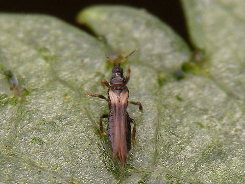 Thrips "Thrips" is both the vernacular English name for the whole order Thysanoptera, as well as a specific genus name. 
I won't be adding the English name "Thrips" to the tags with other genera, to avoid confusion with the genus, but this here critter is certainly a Thripidae and IMHO very, very probably genus Thrips.
 Terebrantia,Thripidae,Thrips,Thysanura