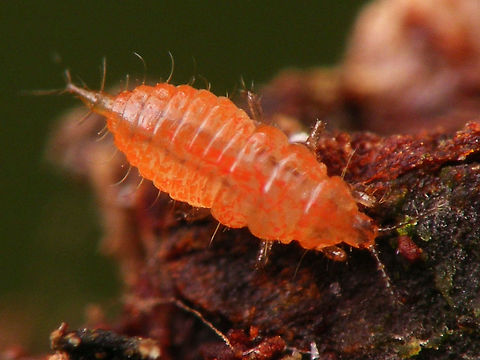 Phlaeothripidae Nymph Nymph of some Thrips in the suborder Tubulifera, very probably family Phlaeothripidae. Found on bark on the ground in leaf litter. Nymph,Phlaeothripidae,Thysanoptera,Tubulifera
