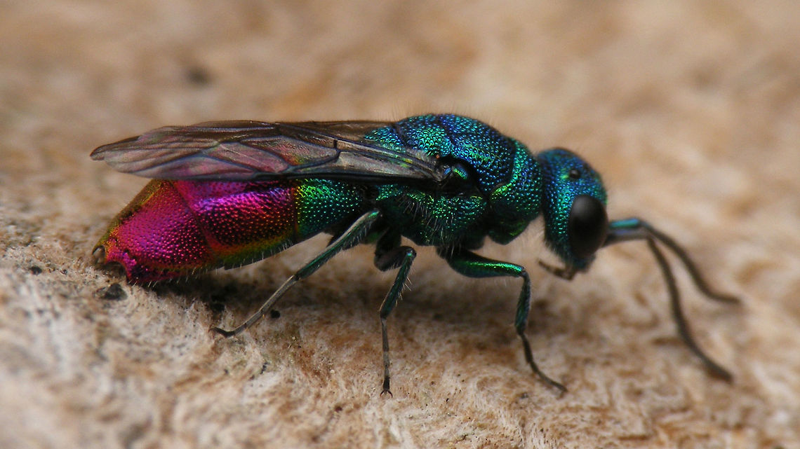 Chrysis immaculata Visiting an insect hotel in Drenthe. Identified as Chrysis immaculata on the forum at waarneming.nl Aculeata,Chrysididae,Chrysis,Chrysis immaculata,Geotagged,Hymenoptera,Jane's garden,Netherlands,cuckoo wasp