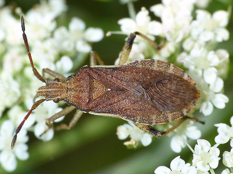 Ceraleptus lividus The Slender-horned Leatherbug is not an overly common species in the Netherlands - only found it once ... Ceraleptus,Ceraleptus lividus,Coreidae,Coreoidea,Geotagged,Heteroptera,Leatherbug,Netherlands,Pentatomorpha,Slender-horned Leatherbug