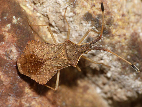 Syromastus rhombeus The Rhombic Leatherbug is sometimes confused with the very, very common Dock Bug (Coreus marginatus), but the abdomen is extended much wider into a diamond shape. Coreidae,Coreoidea,Geotagged,Heteroptera,Leatherbug,Netherlands,Pentatomorpha,Rhombic Leatherbug,Syromastus,Syromastus rhombeus