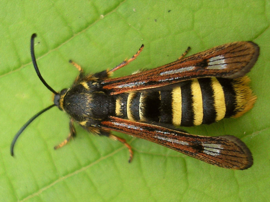Pennisetia hylaeiformis Raspberry clearwing (Pennisetia hylaeiformis) Clearwing moths,Geotagged,Lepidoptera,Mimicry,Moth Week 2018,Netherlands,Pennisetia,Pennisetia hylaeiformis,Raspberry clearwing,Sesiidae,Sesiinae