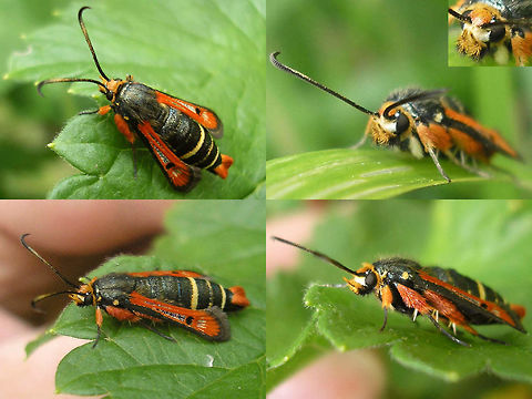Pyropteron chrysidiformis Collage Collage of different perspectives on a female of the Fiery Clearwing (Pyropteron chrysidiformis) from a garden in France.
Here is a single dorsal shot:
https://www.jungledragon.com/image/46975/fiery_clearwing_-_pyropteron_chrysidiforme_sesiidae.html Clearwing moths,Fiery Clearwing,France,Lepidoptera,Pyropteron,Pyropteron chrysidiforme,Pyropteron chrysidiformis,Sesiidae