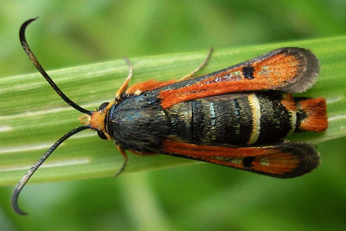 Fiery Clearwing - Pyropteron chrysidiformis Female of the Fiery Clearwing (Pyropteron chrysidiformis - often alternatively spelled as chrysidiforme). I've only ever found females in the same garden in France and quite a few of them, so either the population is parthenogenetic or a the very least the male-female ratio is extremely skewed.<br />
Here is a collage with different view angles:<br />
<figure class="photo"><a href="https://www.jungledragon.com/image/46974/pyropteron_chrysidiformis_collage.html" title="Pyropteron chrysidiformis Collage"><img src="https://s3.amazonaws.com/media.jungledragon.com/images/3043/46974_thumb.jpg?AWSAccessKeyId=05GMT0V3GWVNE7GGM1R2&Expires=1770854410&Signature=inf9zZLe76z4VeLYfHDl1f0iIt8%3D" width="200" height="150" alt="Pyropteron chrysidiformis Collage Collage of different perspectives on a female of the Fiery Clearwing (Pyropteron chrysidiformis) from a garden in France.<br />
Here is a single dorsal shot:<br />
https://www.jungledragon.com/image/46975/fiery_clearwing_-_pyropteron_chrysidiforme_sesiidae.html Clearwing moths,Fiery Clearwing,France,Lepidoptera,Pyropteron,Pyropteron chrysidiforme,Pyropteron chrysidiformis,Sesiidae" /></a></figure> Clearwing moths,Fiery Clearwing,France,Lepidoptera,Pyropteron,Pyropteron chrysidiforme,Pyropteron chrysidiformis,Sesiidae