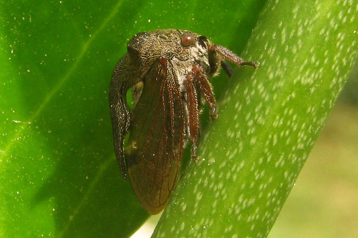 Centrotus cornutus Centrotus cornutus is one of only a hand full of "Treehoppers" (Membracidae) known from Europe Auchenorrhyncha,Centrotus,Centrotus cornutus,Cicadomorpha,France,Geotagged,Hemiptera,Membracidae,Treehopper