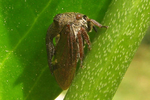 Centrotus cornutus Centrotus cornutus is one of only a hand full of "Treehoppers" (Membracidae) known from Europe Auchenorrhyncha,Centrotus,Centrotus cornutus,Cicadomorpha,France,Geotagged,Hemiptera,Membracidae,Treehopper