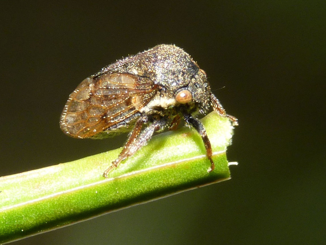 Gargara genistae Horrible *cough*photo*grmbl* of the smallest European Treehopper Gargara genistae Auchenorrhyncha,Cicadomorpha,Gargara,Gargara genistae,Geotagged,Hemiptera,Membracidae,Netherlands,Treehopper