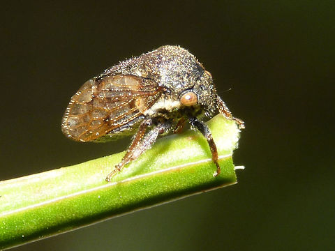 Gargara genistae Horrible *cough*photo*grmbl* of the smallest European Treehopper Gargara genistae Auchenorrhyncha,Cicadomorpha,Gargara,Gargara genistae,Geotagged,Hemiptera,Membracidae,Netherlands,Treehopper