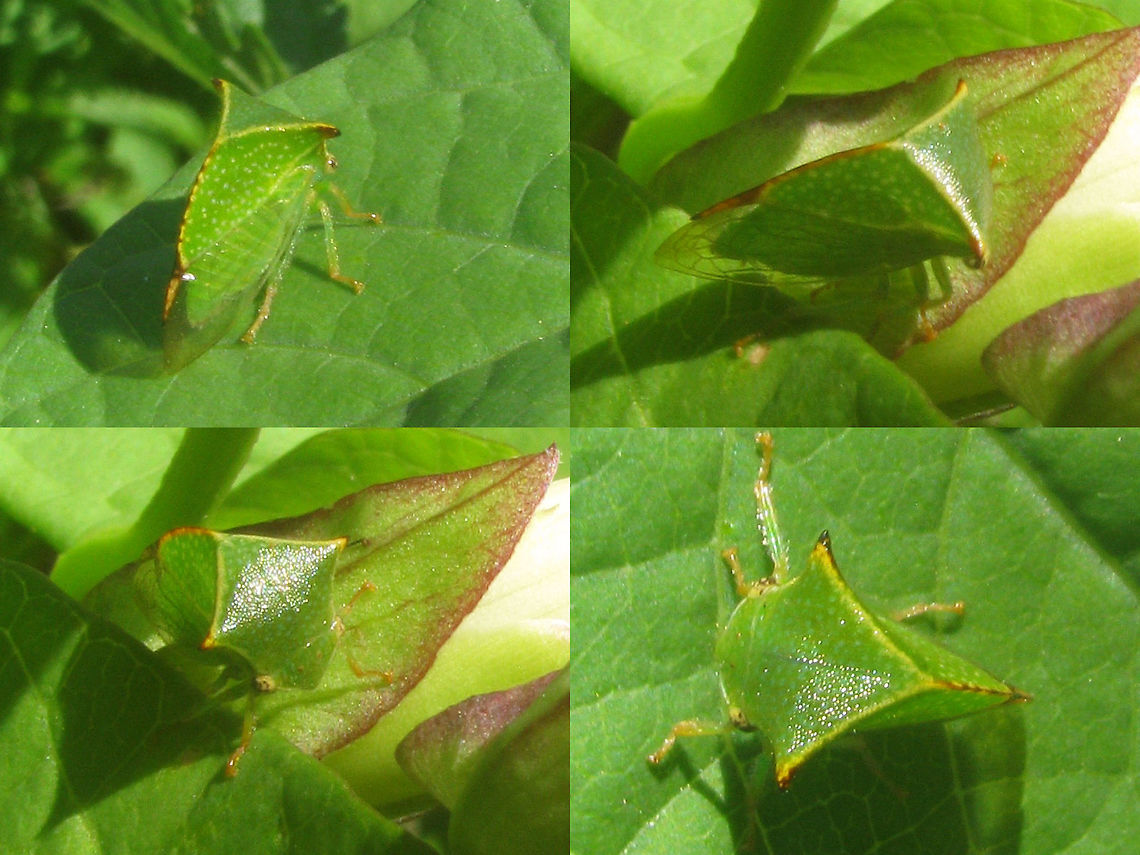 Stictocephala bisonia Collage Just adding some viewing angles for this species :o) Auchenorrhyncha,Buffalo treehopper,France,Geotagged,Hemiptera,Stictocephala,Stictocephala bisonia,Treehopper,membracidae
