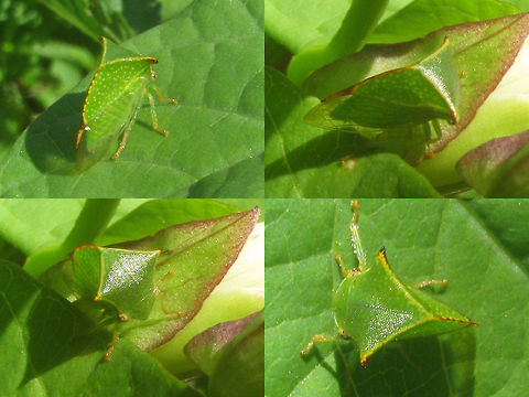 Stictocephala bisonia Collage Just adding some viewing angles for this species :o) Auchenorrhyncha,Buffalo treehopper,France,Geotagged,Hemiptera,Stictocephala,Stictocephala bisonia,Treehopper,membracidae