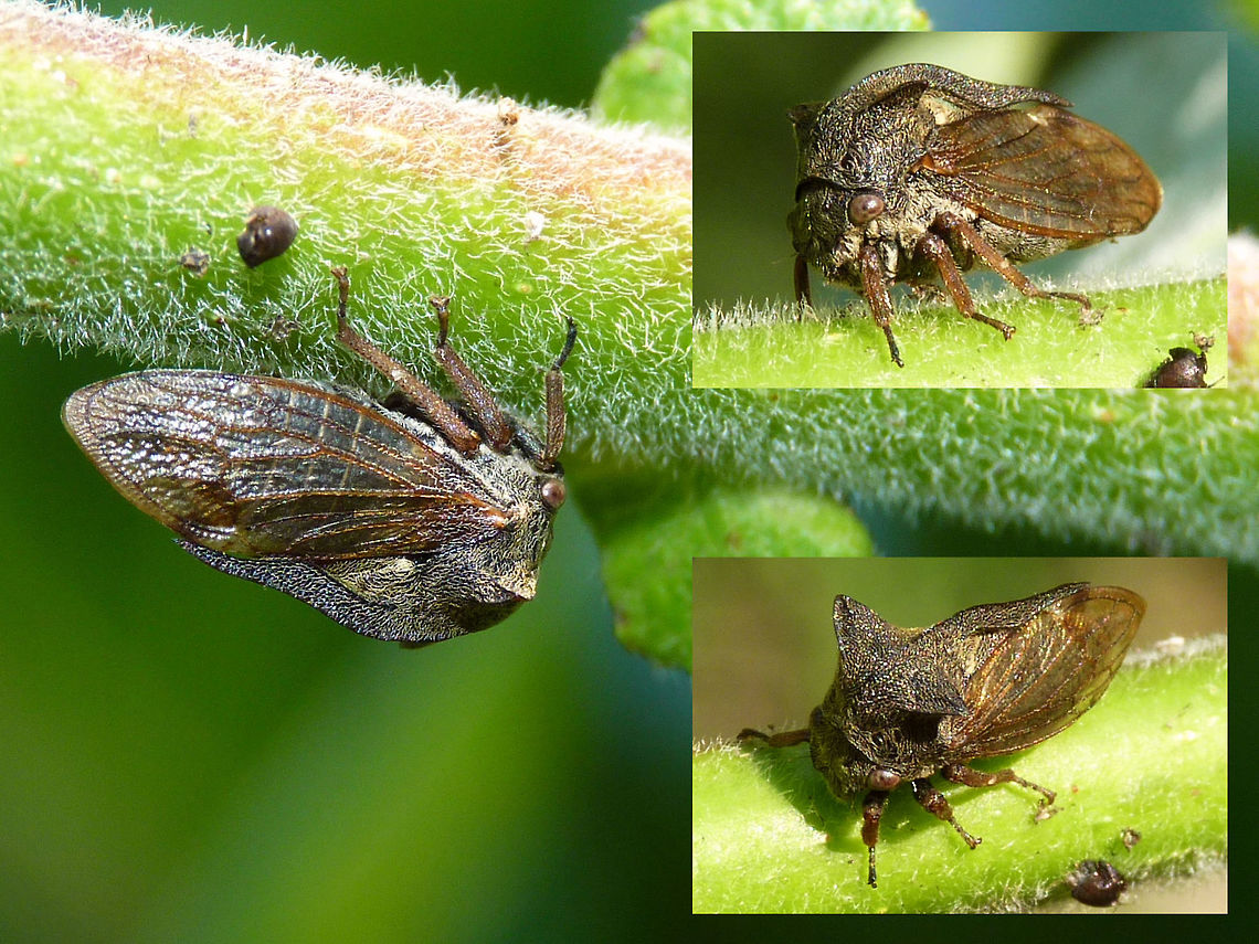 Centrotus cornutus Collage Just adding some viewing angles for this species :o) Auchenorrhyncha,Centrotus,Centrotus cornutus,Cicadomorpha,France,Geotagged,Hemiptera,Membracidae,Treehopper