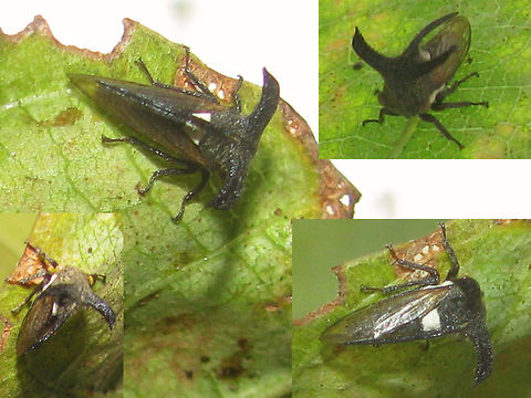 Leptocentrus Collage Fairly sure this must be some Leptocentrus sp. but no idea for the species ... Auchenorrhyncha,Geotagged,Indonesia,Leptocentrus,Membracidae,Treehopper