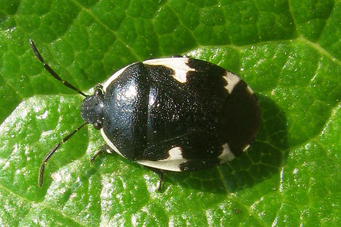 Tritomegas sexmaculatus Rambur&#039;s Pied Shieldbug (Tritomegas sexmaculatus) Cydnidae,France,Geotagged,Heteroptera,Pentatomoidea,Pentatomorpha,Rambur's Pied Shieldbug,Spring,Tritomegas,Tritomegas sexmaculatus,nl: Balottegraafwants