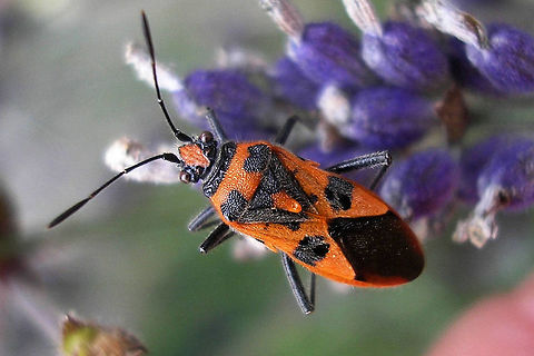 Corizus hyoscyami Corizus hyoscyami on lavender Cinnamon Bug,Corizus,Corizus hyoscyami,France,Geotagged,Heteroptera,Lavendula,Pentatomoidea,Pentatomorpha,Red and black squash bug,Rhopalidae,Spring,lavender