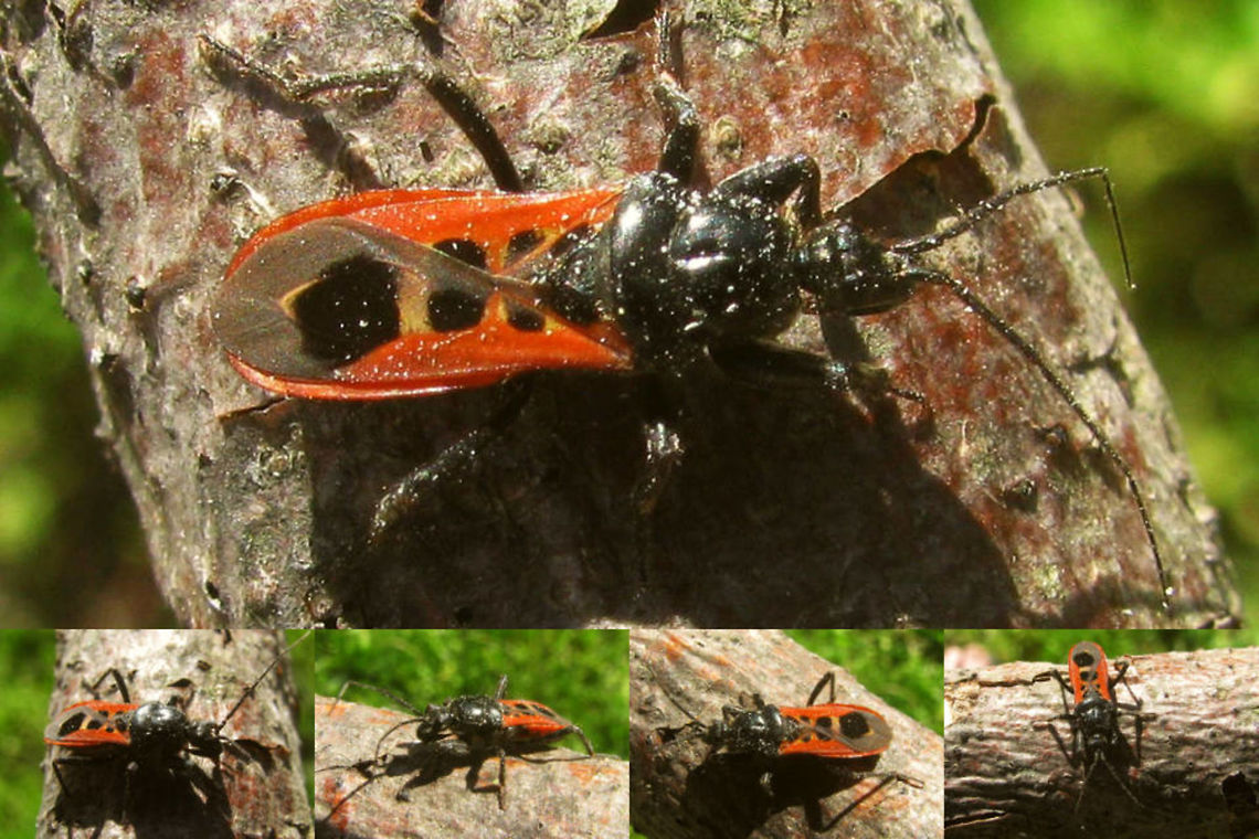 Peirates stridulus Collage Collage of various viewing angles on Peirates stridulus, saved from swimming pool.<br />
Det. Ringo Dietze by examination of genitalia Cimicomorpha,France,Geotagged,Heteroptera,Peirates,Peirates stridulus,Reduviidae,Reduvioidea