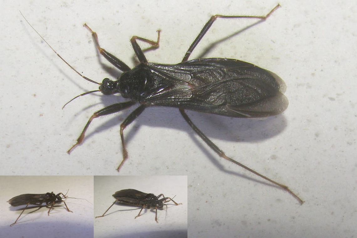 Reduvius personatus The nymphs of this bug often develop inside our buildings and are camouflaged (masked) by a layer of dust - hence the common name &quot;Masked hunter&quot;. Unfortunately I have no images of the nymphs (yet) :o(<br />
Just tagged this one with &quot;Self-decoration&quot; as a reminder that we are still missing images of the self-decorated nymph ... Cimicomorpha,France,Geotagged,Heteroptera,Masked hunter,Reduvidoidea,Reduviidae,Reduvius,Reduvius personatus,Self-decoration,Summer