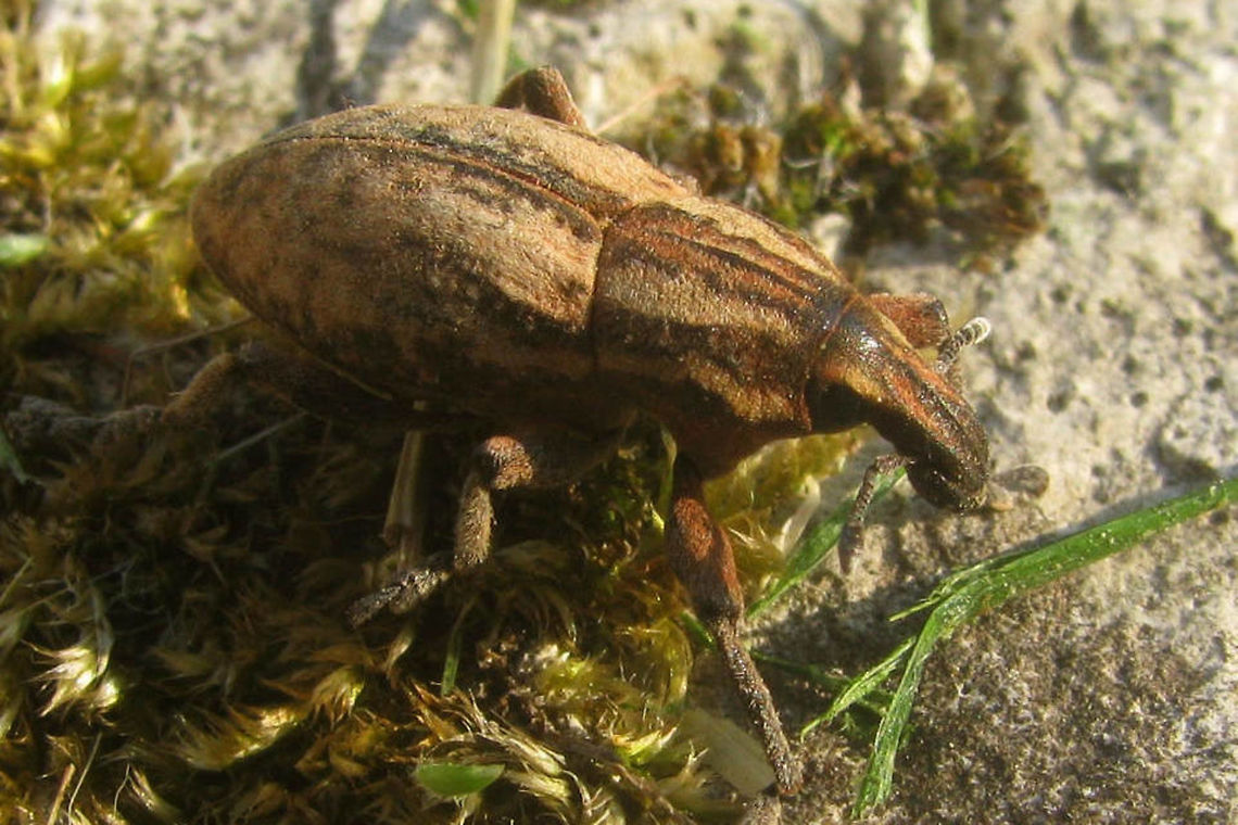 Pseudocleonus cinereus Pseudocleonus cinereus det. Th. Heijerman on collected specimen Cleonini,Coleoptera,Curculionidae,France,Geotagged,Lixinae,Pseudocleonus,Pseudocleonus cinereus,Spring,Weevil