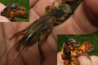 Gryllotalpa gryllotalpa Collage Female of the European mole cricket (Gryllotalpa gryllotalpa). Incredible strength in those digging legs!!<br />
Here is another image:<br />
https://www.jungledragon.com/image/47007/gryllotalpa_gryllotalpa_female.html Ensifera,European mole cricket,France,Geotagged,Gryllotalpa,Gryllotalpa gryllotalpa,Gryllotalpidae,Orthoptera