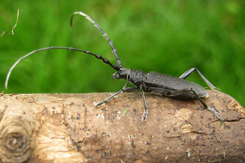 Cerambyx scopolii The smaller one of the French Cerambyx spp.  Mugshot here:
https://www.jungledragon.com/image/47005/cerambyx_scopoli_front.html Cerambycidae,Cerambyx,Cerambyx scopoli,Cerambyx scopolii,Coleoptera,France,Geotagged