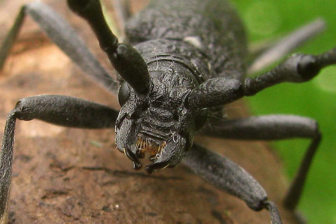 Cerambyx scopolii Front Mugshot of Cerambyx scopolii. Complere beetle here:
https://www.jungledragon.com/image/47004/cerambyx_scopolii.html Cerambycidae,Cerambyx,Cerambyx scopoli,Cerambyx scopolii,Coleoptera,France,Geotagged