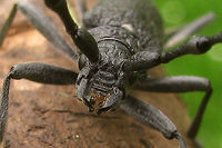 Cerambyx scopolii Front Mugshot of Cerambyx scopolii. Complere beetle here:<br />
https://www.jungledragon.com/image/47004/cerambyx_scopolii.html Cerambycidae,Cerambyx,Cerambyx scopoli,Cerambyx scopolii,Coleoptera,France,Geotagged