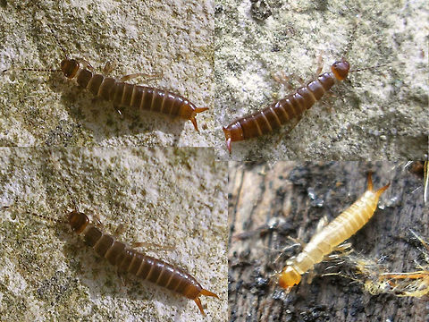 Euborellia moesta Younger nymphs Collage of earlier instar nymphs of Euborellia moesta Anisolabididae,Carcinophorinae,Dermaptera,Euborellia,Euborellia moesta,France,Geotagged,Nymph