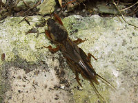 Gryllotalpa gryllotalpa Female Ahw ... found a more natural photo of this one:<br />
https://www.jungledragon.com/image/47003/gryllotalpa_gryllotalpa_collage.html Ensifera,European mole cricket,France,Geotagged,Gryllotalpa,Gryllotalpa gryllotalpa,Gryllotalpidae,Orthoptera
