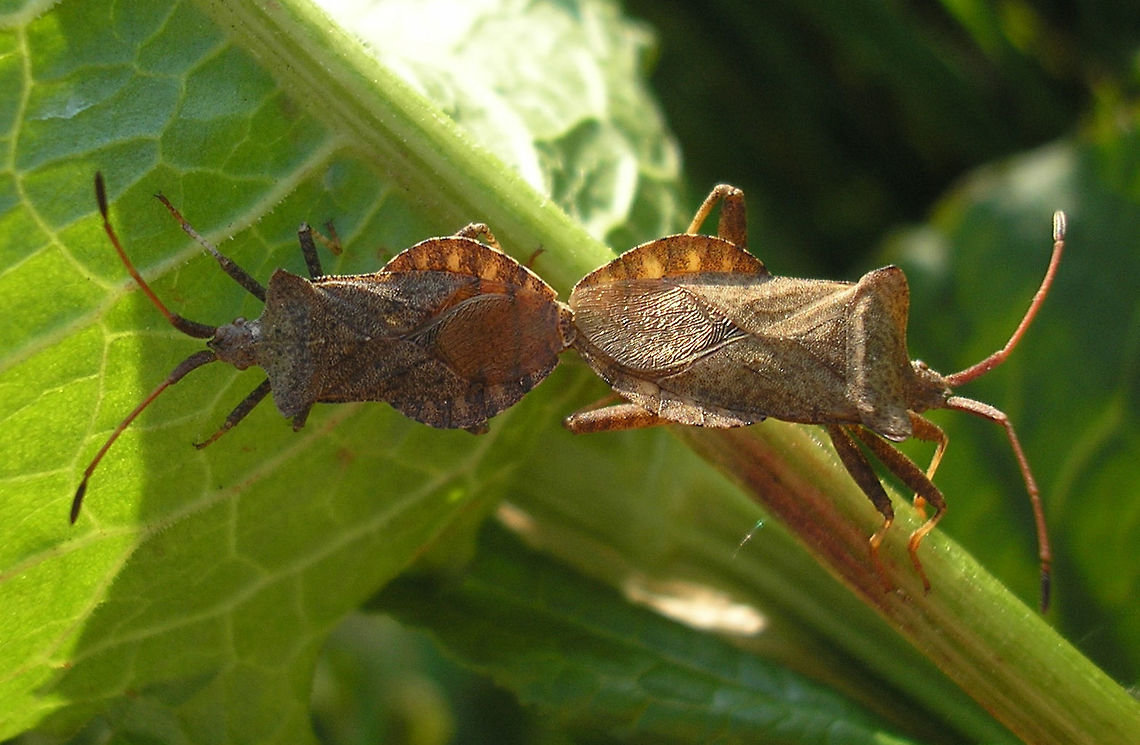 Coreus marginatus Copula dorsal Copulation posture of Dock Bugs (Coreus marginatus).<br />
Lateral view here:<br />
<figure class="photo"><a href="https://www.jungledragon.com/image/47009/coreus_marginatus_copula_lateral.html" title="Coreus marginatus Copula lateral"><img src="https://s3.amazonaws.com/media.jungledragon.com/images/3043/47009_thumb.jpg?AWSAccessKeyId=05GMT0V3GWVNE7GGM1R2&Expires=1770854410&Signature=ibYS%2F0%2BZ7zmxqy43fp50qgadLA8%3D" width="200" height="134" alt="Coreus marginatus Copula lateral Copulation posture of Dock Bugs (Coreus marginatus).<br />
Dorsal view here:<br />
https://www.jungledragon.com/image/47008/coreus_marginatus_copula_dorsal.html Coreidae,Coreoidea,Coreus,Coreus marginatus,Dock bug,Heteroptera,Leatherbug,Netherlands,Pentatomorpha,copulation" /></a></figure> Coreidae,Coreoidea,Coreus,Coreus marginatus,Dock bug,Heteroptera,Leatherbug,Netherlands,Pentatomorpha,copulation
