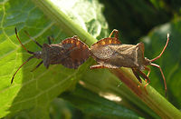 Coreus marginatus Copula dorsal Copulation posture of Dock Bugs (Coreus marginatus).<br />
Lateral view here:<br />
https://www.jungledragon.com/image/47009/coreus_marginatus_copula_lateral.html Coreidae,Coreoidea,Coreus,Coreus marginatus,Dock bug,Heteroptera,Leatherbug,Netherlands,Pentatomorpha,copulation
