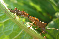 Coreus marginatus Copula lateral Copulation posture of Dock Bugs (Coreus marginatus).<br />
Dorsal view here:<br />
https://www.jungledragon.com/image/47008/coreus_marginatus_copula_dorsal.html Coreidae,Coreoidea,Coreus,Coreus marginatus,Dock bug,Heteroptera,Leatherbug,Netherlands,Pentatomorpha,copulation