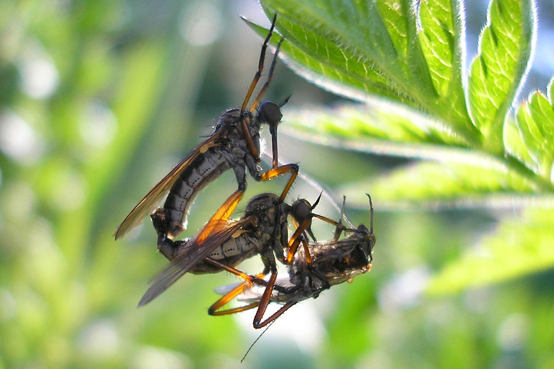 Empis opaca Copula Romantic side view of Empis opaca (I think - my ID?!) showing the male holding on to the scene while the female is busy consuming the nuptial gift he offered her.  Diptera,Empididae,Empis,Empis opaca,Netherlands,copulation,nuptial gift