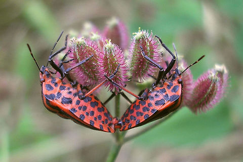 Graphosoma Copula Copulation posture of the Minstrel Bug (Graphosoma lineatum/italicum)
There is some discussion on the correct name/identity of this species. The species was originally described by Linnaeus from specimen sent to him from North-Africa. Later G.italicum was described from Italy. David Rider has synonymized the two for the Catalogue of the Heteroptera of the Palaearctic Region (Aukema & Rieger, eds) but many Heteropterists from southern Europe disagree. In their view the continental European species (== italicum) and the North-African species (== lineatum) are two separate species. Confusingly a very good French insect-gallery lists them as such, whereas Fauna Europae and many, many other very serious European sites/references will name the continental European species lineatum, as the synonymy requires.

More research is needed to clear things up.  Iif synonymy is reverted the continental European specimen would be renamed to italicum. An example of the "true" Graphosoma lineatum is here:
https://www.jungledragon.com/image/8449/rutting_season.html  France,Graphosoatinae,Graphosoma,Graphosoma italicum,Heteroptera,Minstrel Bug,Pentatomidae,Pentatomoidea,Pentatomorpha,Podopinae,nl: Pyjamaschildwants