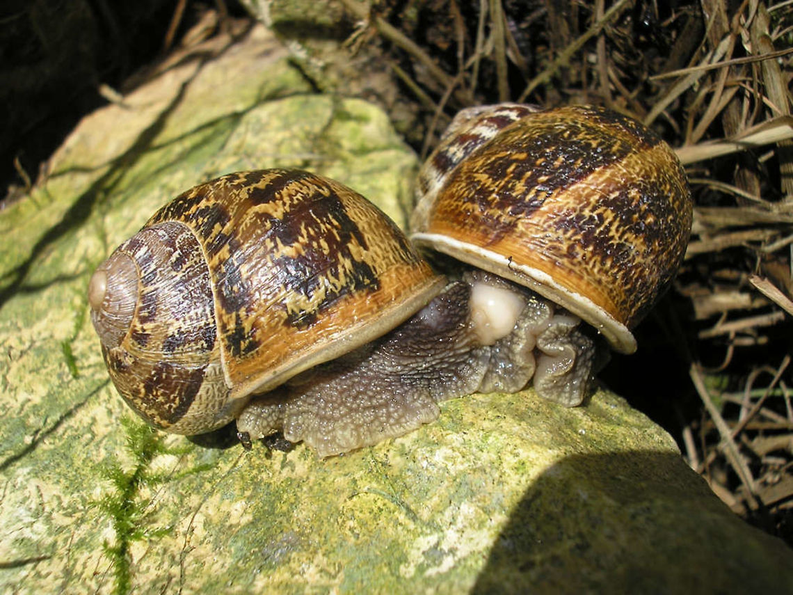 Cornu aspersum Copula Just found this image in a series of all sorts of copula images. It's titled "Segrijnslak" so I suppose I got it identified as such at the time, but I cannot re-identify it myself. If incorrect please change. Cornu,Cornu aspersum,Gastropoda,Helicidae,Helicoidea,Mollusca,copulation