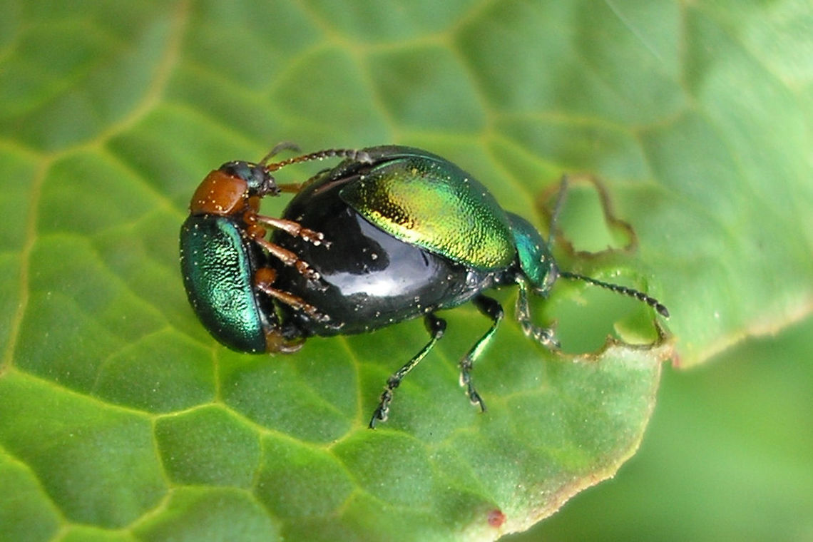 Confused Gastrophysas Confused Gastrophysa polygoni male trying to hump a female Gastrophysa viridula :o) Chrysomelidae,Chrysomelinae,Coleoptera,Gastrophysa,Gastrophysa polygoni,Gastrophysa viridula,Gravid female,Netherlands,copulation,nl: Duizendknoophaantje,nl: Groen zuringhaantje
