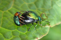 Confused Gastrophysas Confused Gastrophysa polygoni male trying to hump a female Gastrophysa viridula :o) Chrysomelidae,Chrysomelinae,Coleoptera,Gastrophysa,Gastrophysa polygoni,Gastrophysa viridula,Gravid female,Netherlands,copulation,nl: Duizendknoophaantje,nl: Groen zuringhaantje