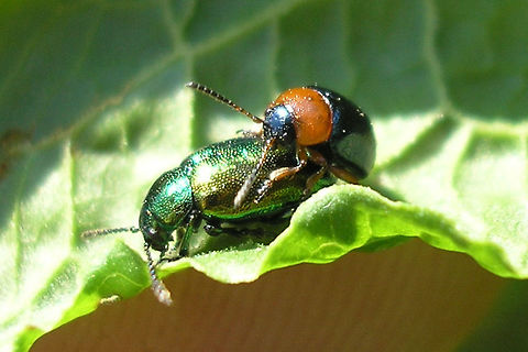 Confused Gastrophysa males Confused Gastrophysa polygoni male trying to hump a male(!) Gastrophysa viridula :o)  Chrysomelidae,Chrysomelinae,Coleoptera,Gastrophysa,Gastrophysa polygoni,Gastrophysa viridula,Green Dock-Beetle (G. viridula),Netherlands,nl: Duizendknoophaantje,nl: Groen zuringhaantje