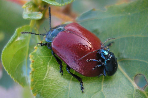 Confused Altica and Chrysomela Confused male of some Altica sp. trying to hump a Chrysomela populi :o) Altica,Alticinae,Chrysomela populi,Chrysomelidae,Chrysomelinae,Coleoptera,France,Geotagged,copulation,nl: Grote populierenhaan
